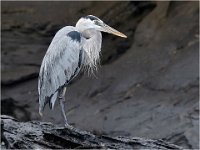 372 - REIGER - VANSTEELANDT BERTRAND - belgium <div